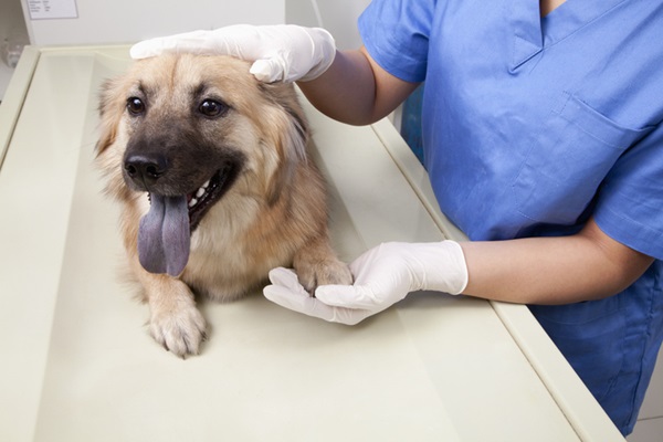 Cachorro na clínica veterinária.
