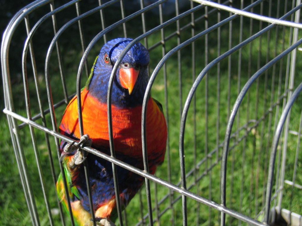 Cuidados na Hora de Construir um Viveiro Cuidados na hora de construir um viveiro - Petlove - O Maior Petshop Online do Brasil