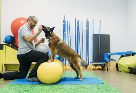 Fisioterapia Veterinária e seus benefícios na vida do pet
