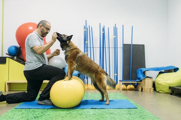 Fisioterapia Veterinária e seus benefícios na vida do pet