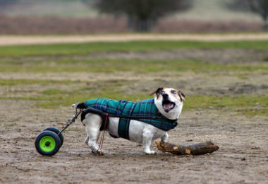 Cães paraplégicos
