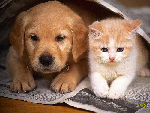 Noções de nutrição para cães e gatos - Petlove - O Maior Petshop Online do Brasil