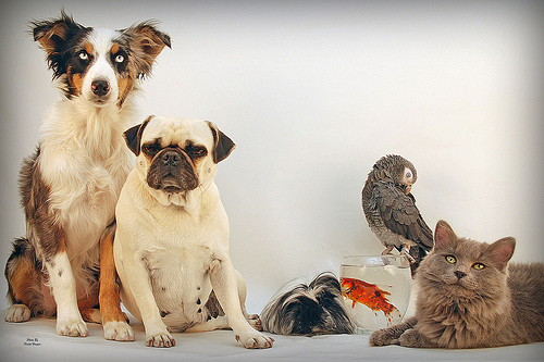 Casinhas para Cachorros - Petlove O Maior Petshop Online do Brasil Todos os direitos reservados a kristi_Nikon_D1X