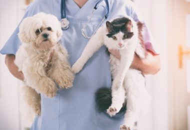 A Importância de Vermifugar os Animais de Estimação