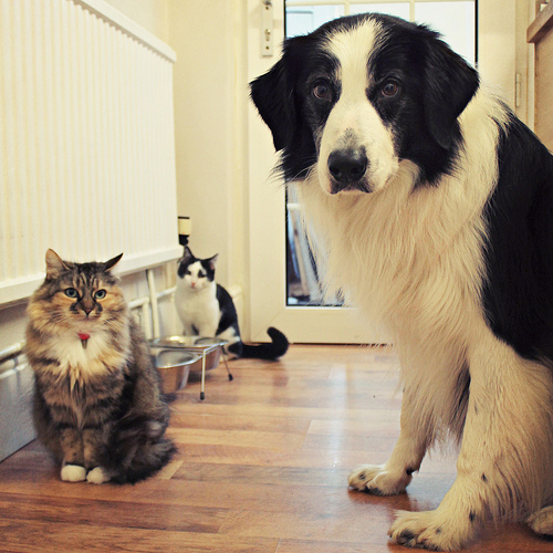 Brinquedos para Cães e Gatos - Petlove O Maior Petshop Online do Brasil Todos os direitos reservados a meg price