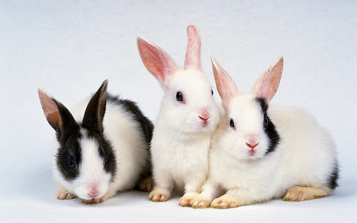 Dermatomicoses em coelhos/ Todos os direitos reservados a subarunio
