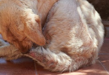 Dermatopatias em animais de estimação