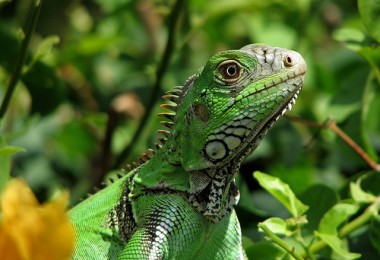 Qual a melhor alimentação para iguanas?