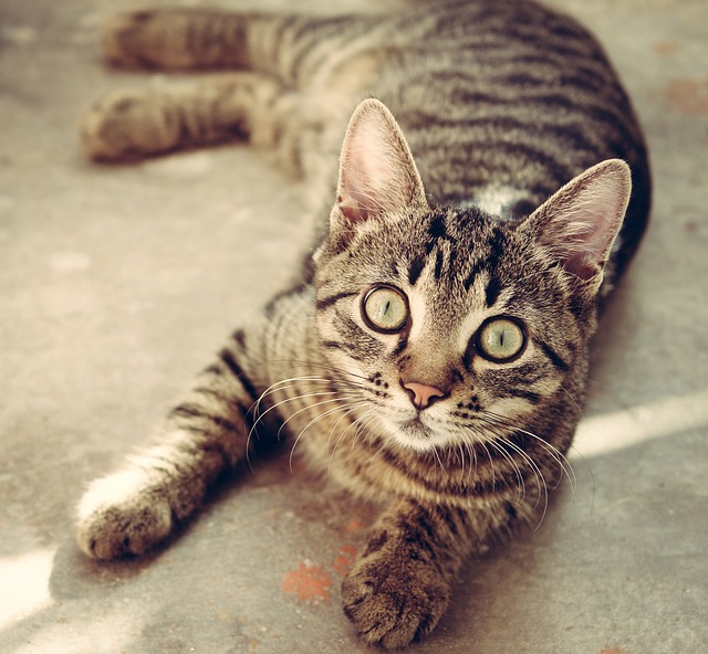 Fecalomas em gatos