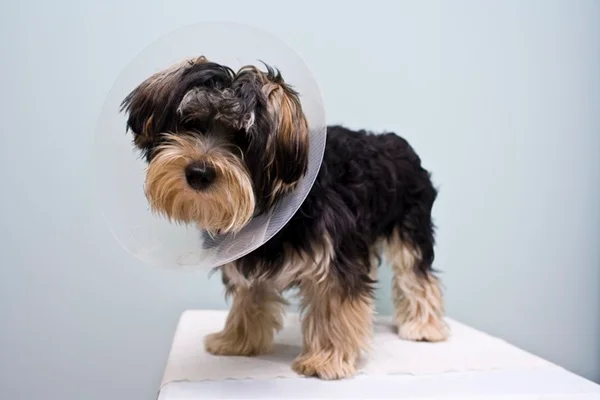 Entenda os cuidados pré e pós-castração de cães e gatos