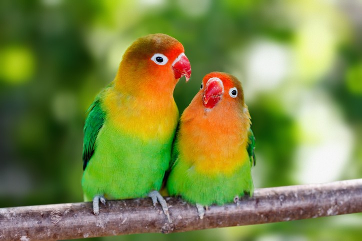 Legislação para a criação de aves exóticas