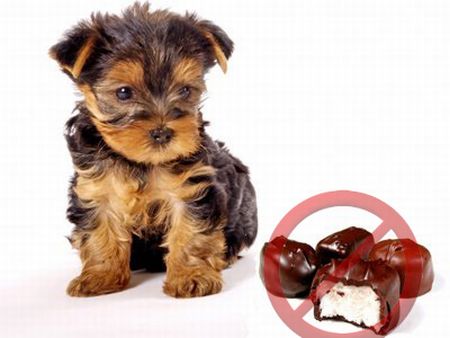 Chocolate faz mal para os cachorros e gatos Chocolate