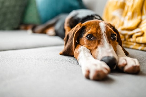 Os momentos mais engraçados do cachorro mais fofo