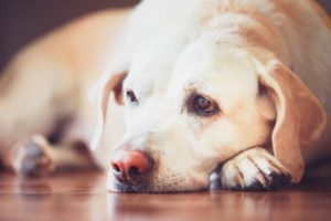cachorro tremendo deitado com cara de triste