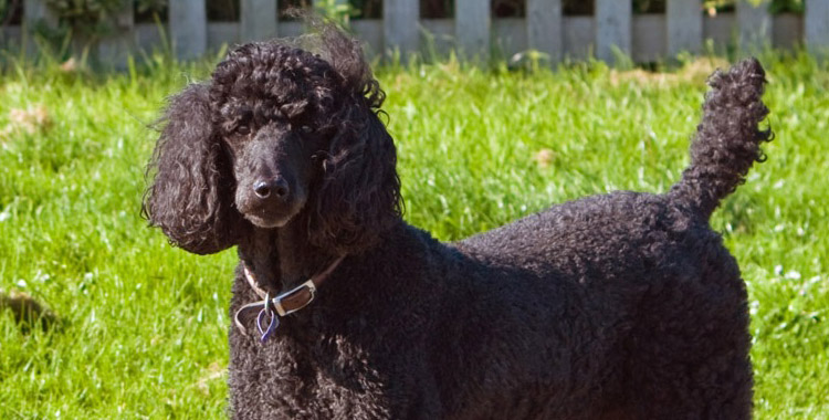 QUAL A MELHOR RAÇÃO PARA POODLE?