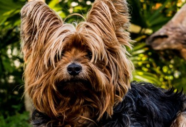 Clicker para cachorro
