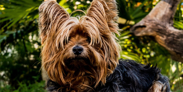 Clicker para cachorro