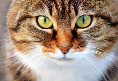 Gato resfriado ou rinotraqueite?