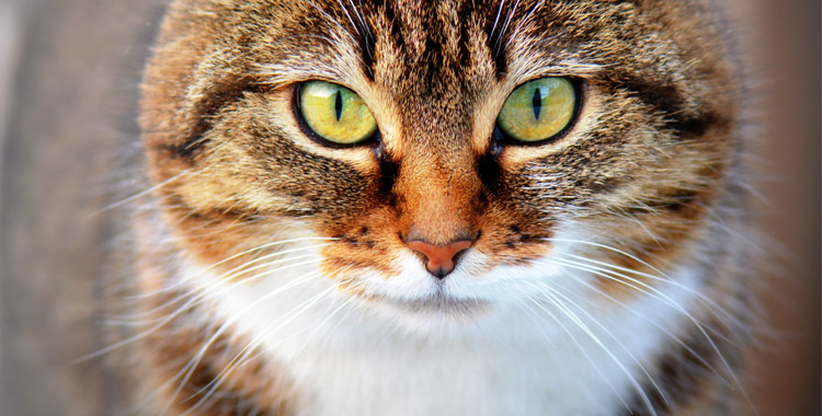 Sinais de gripe felina e tratamento