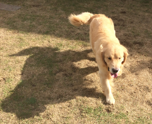 Golden Retriever