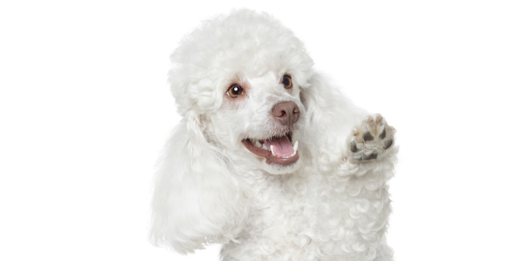 Devo comprar um poodle?