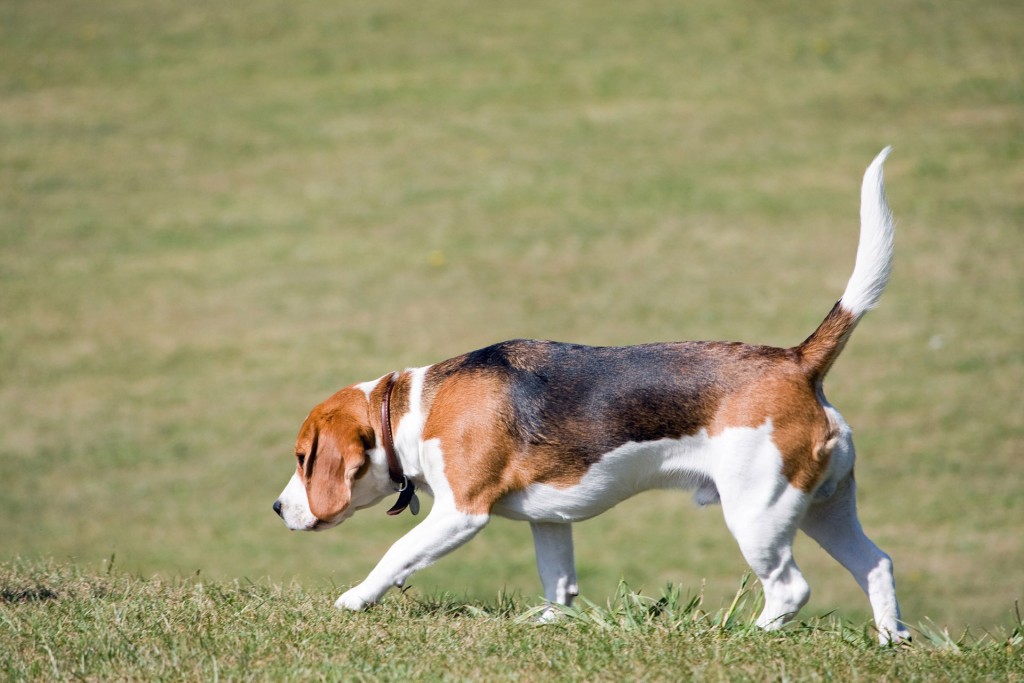 Cachorro Beagle, um cão farejador