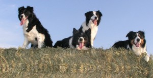 border-collie-1