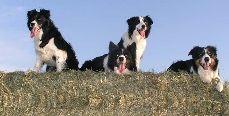 Venha descobrir por que Border Collie solta muito pelo! I Petz