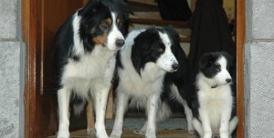 border-collie-3