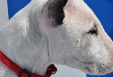 Tudo sobre o Bull Terrier