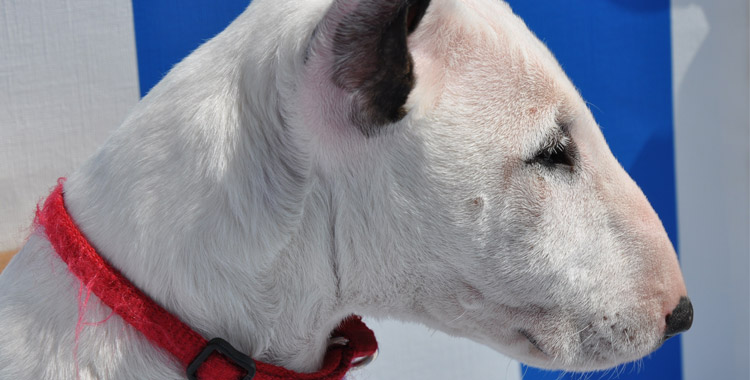 Bull Terrier Inglês: confira tudo sobre essa raça