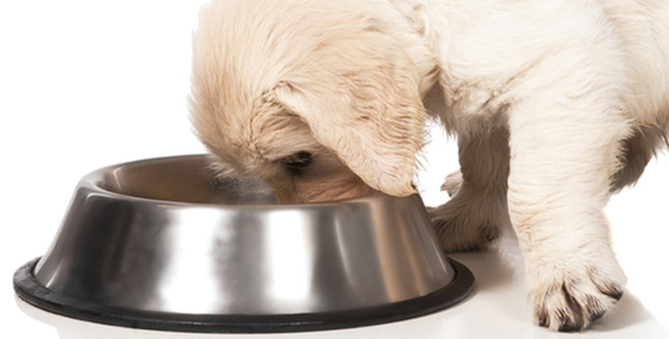 Cachorro obeso – como prevenir