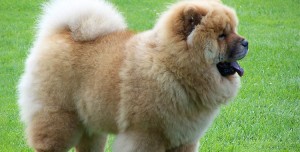 chow-chow-1