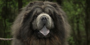 chow-chow-2