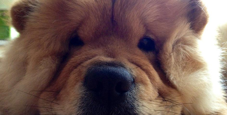 Chow Chow