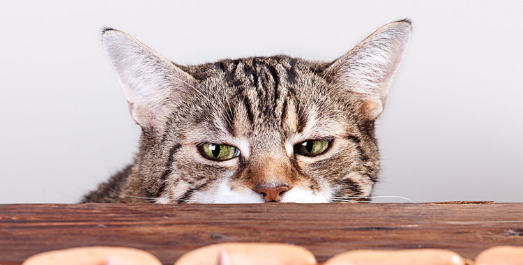 Como dar comprimido para gato