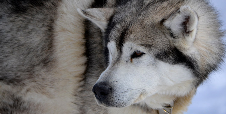 Tudo sobre o Husky Siberiano