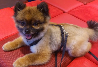 Então é Natal: 10 cachorros mostram a realidade das festas
