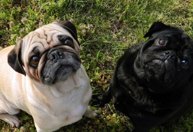 Pug