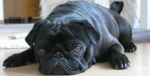 pug