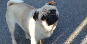 pug