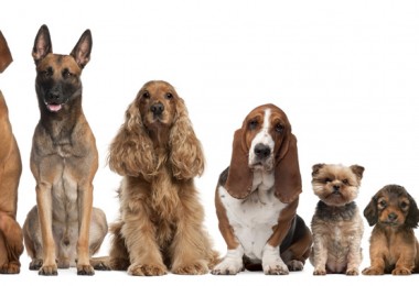 Royal Canin patrocina principais exposições de cães que acontecem no país