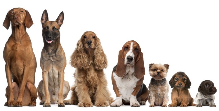 Ração Eukanuba para cachorros
