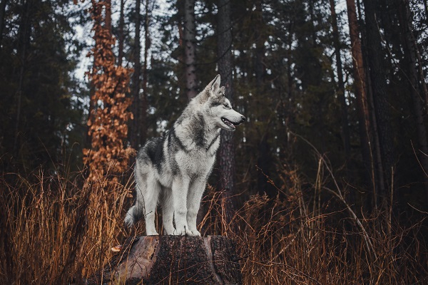 Husky Siberiano em cima de um tronco