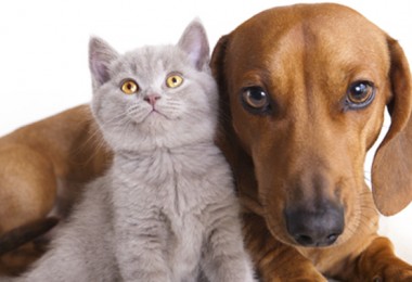 Animais em apartamento: preparando o ambiente