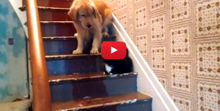 Coragem o cão covarde