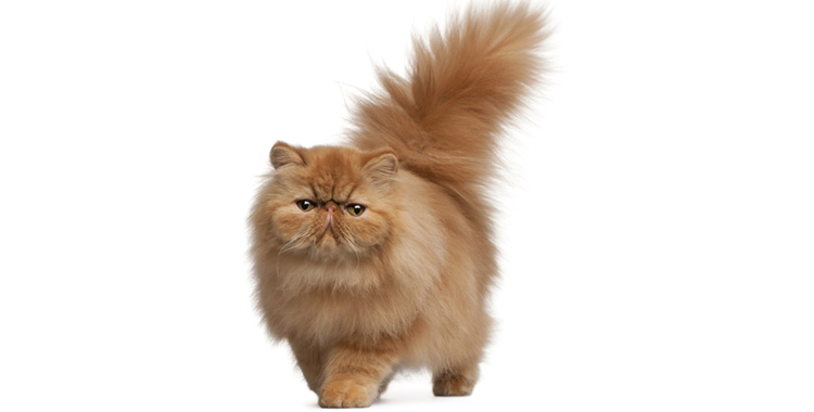 Gato obeso