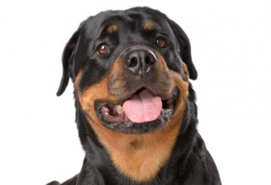 Rotweiler