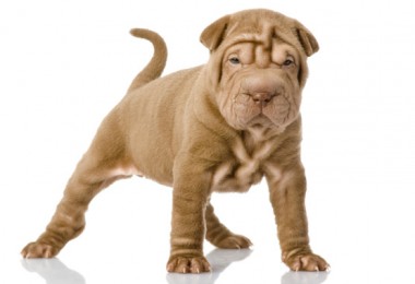 Tudo sobre o cachorro Sharpei
