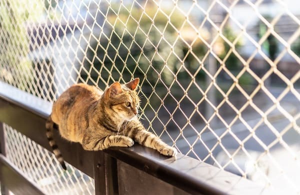 Tela de proteção para gatos: como escolher?